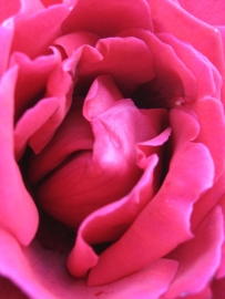 roza